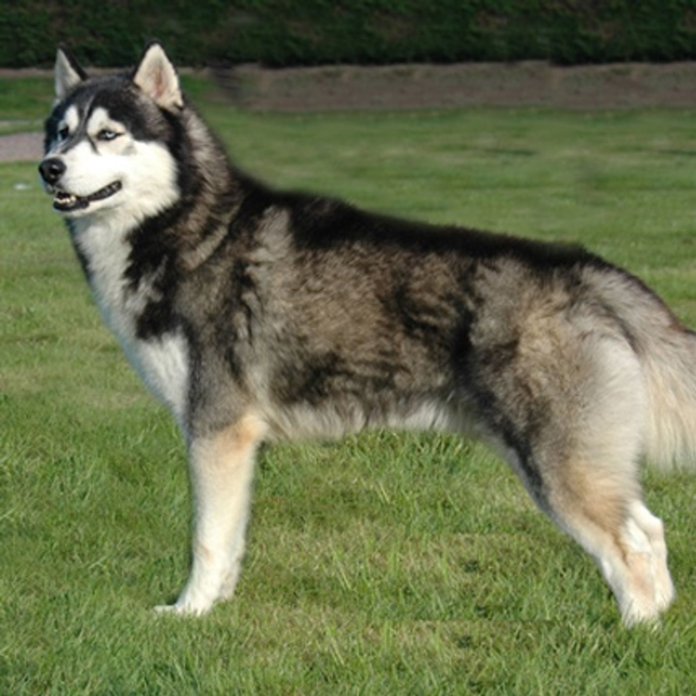 Siberian Husky episode artwork