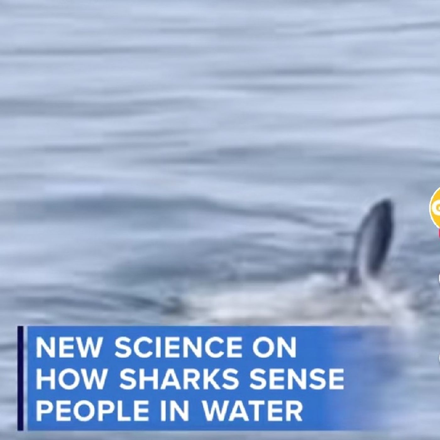 Researchers at Cal State Long Beach discovered that juvenile great white shark episode artwork