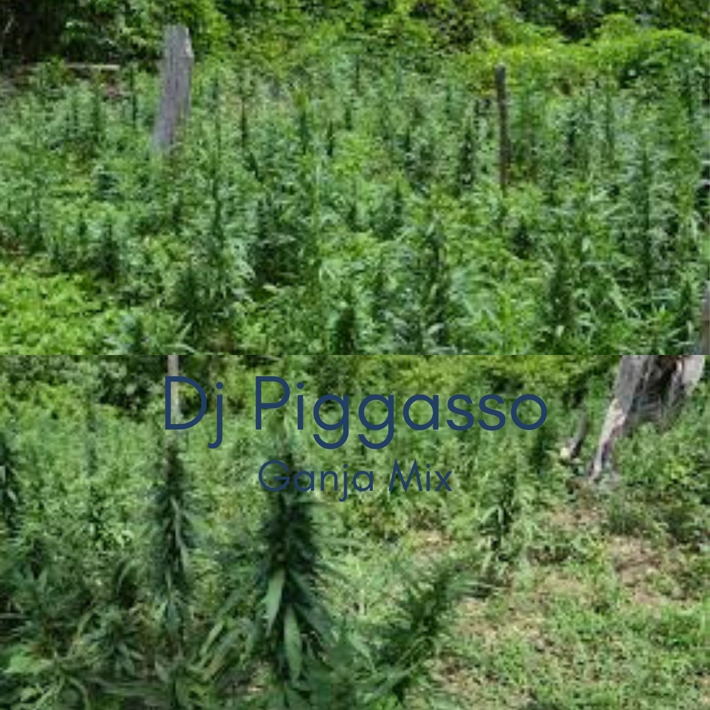 DJ Piggasso Show