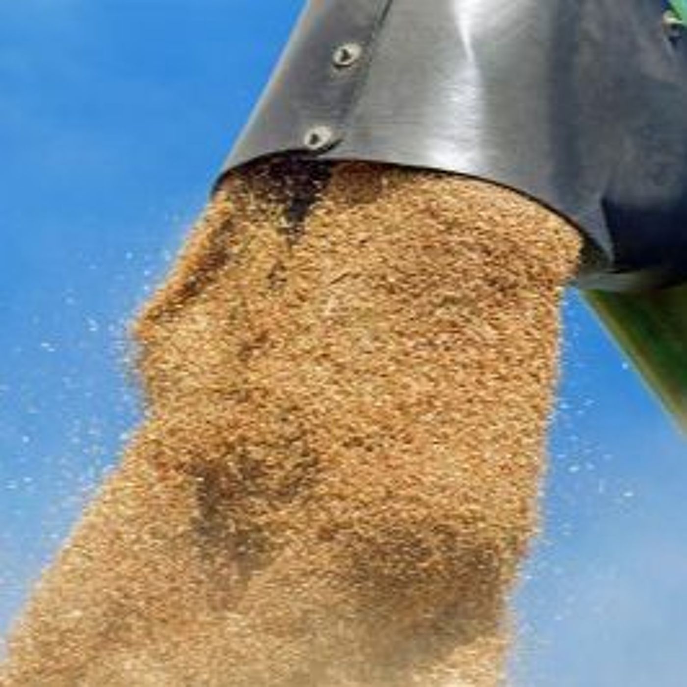 Know What You Grow: The importance of a grain marketing plan episode artwork