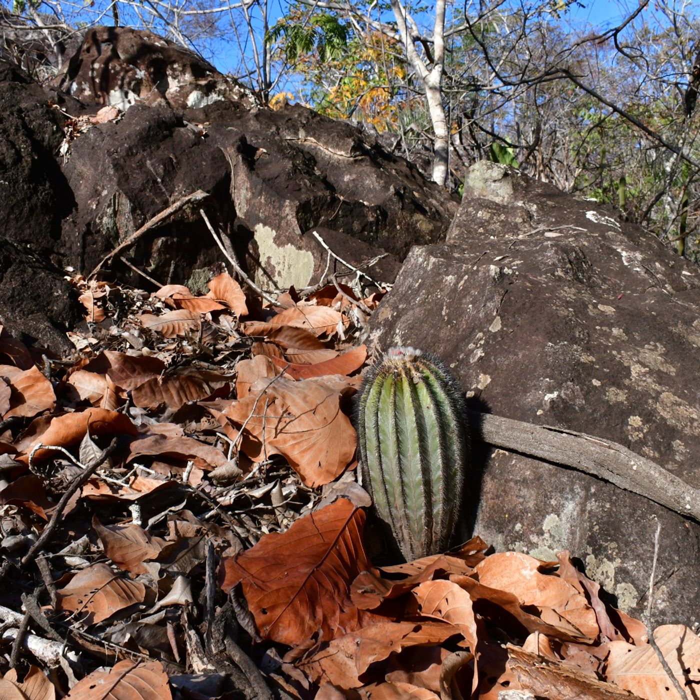 Brazil Atlantic Forest & Cerrado Vegetation Rants