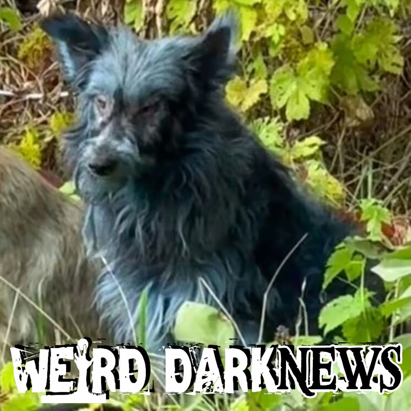 Blue Dogs Appear in Chernobyl's Radioactive Exclusion Zone