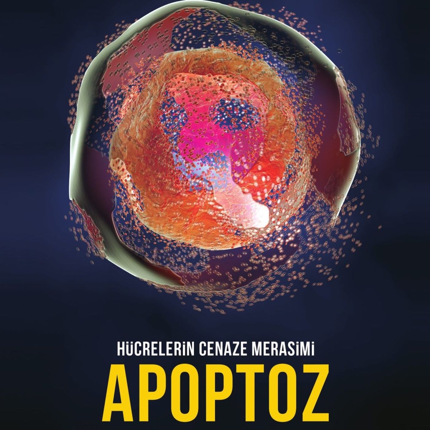 Hücrelerin Cenaze Merasimi Apoptoz episode artwork