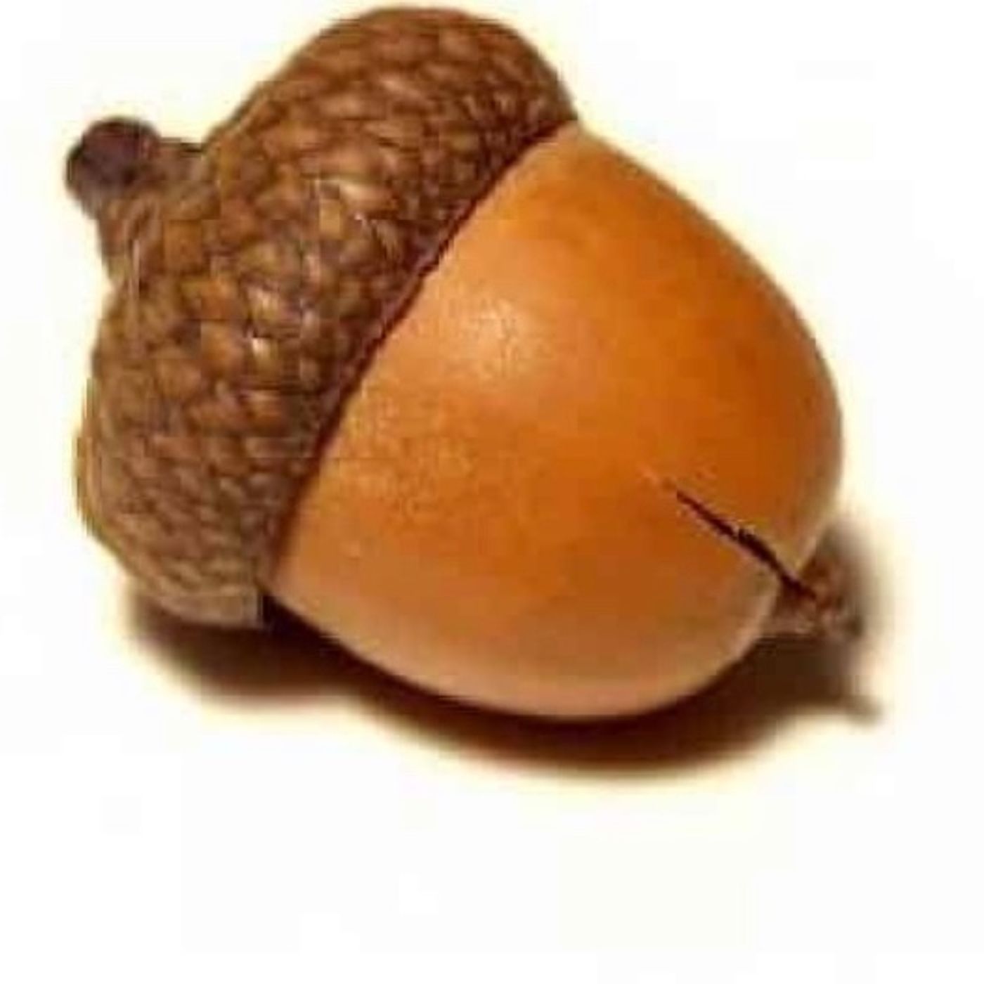 14) Being God’s Vessel- Acorns episode artwork