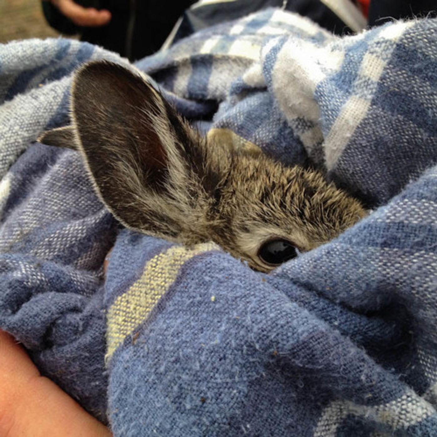 Wild Breeding Jump-Starts Pygmy Rabbit Recovery episode artwork