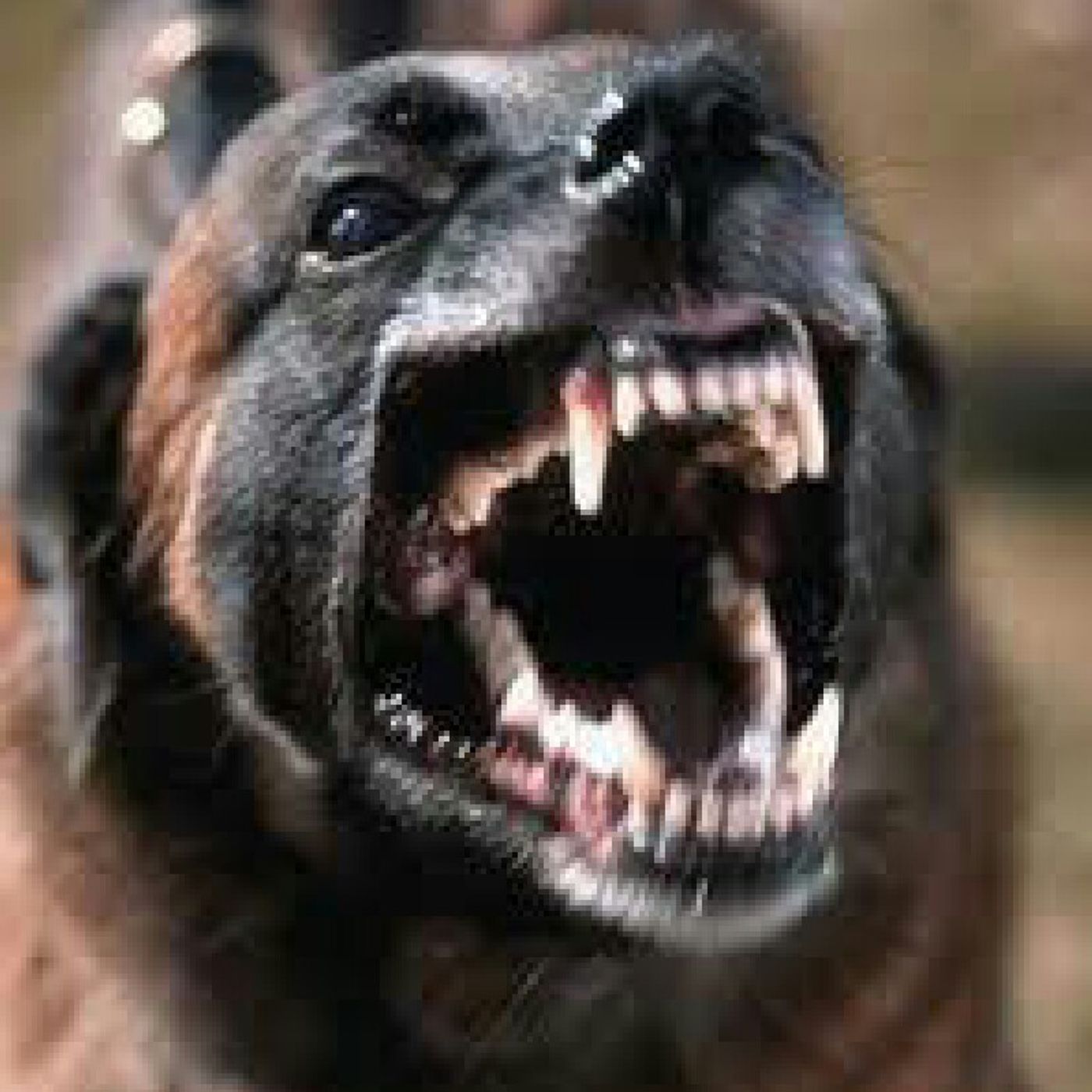LOS PERROS NOCTURNOS.