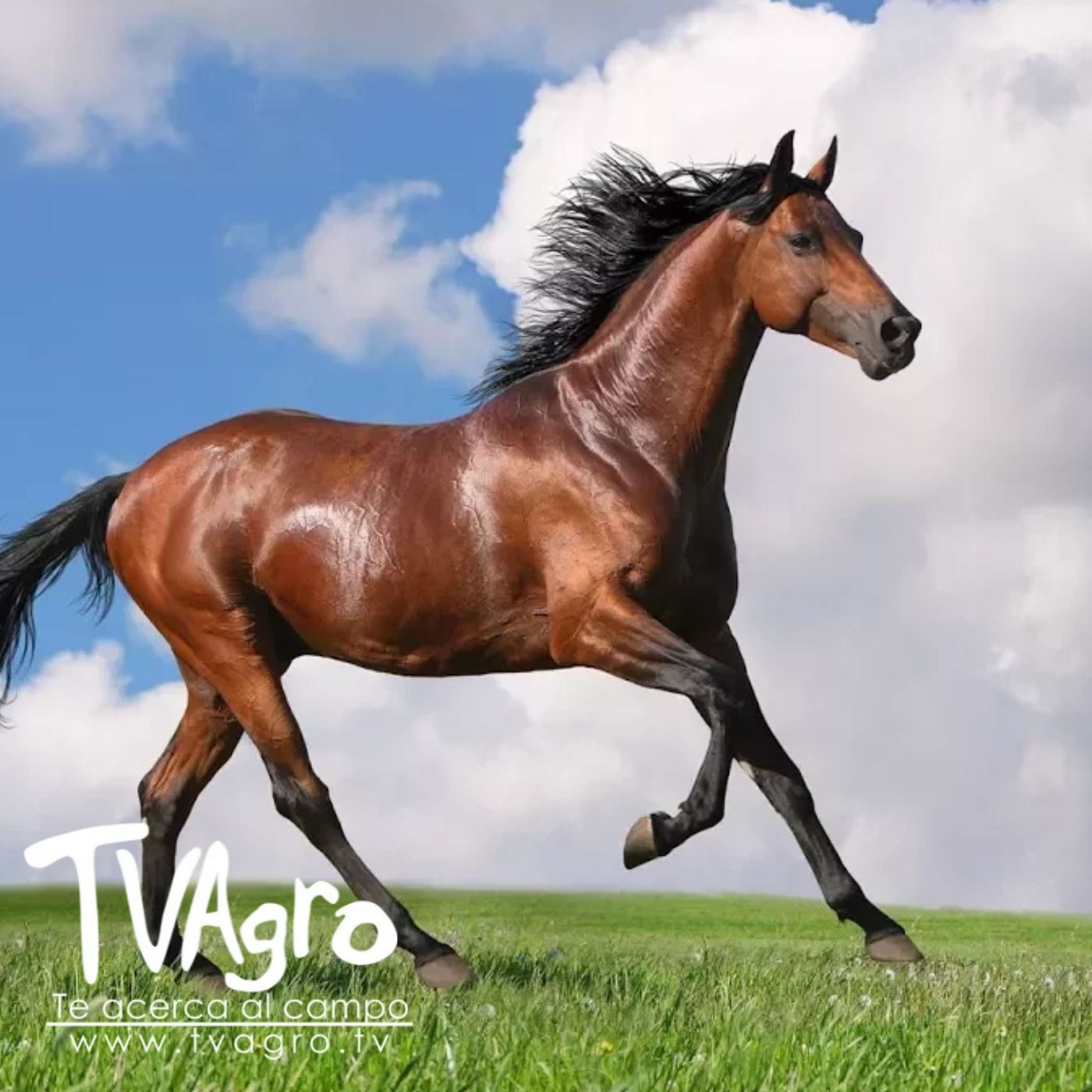 TV AGRO