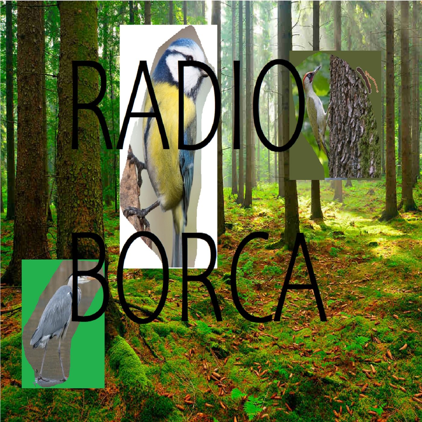 Radio Borca