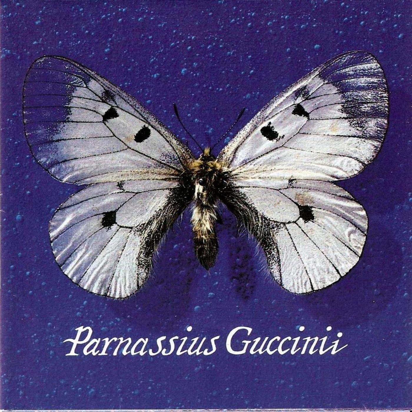 Gabriella Fenocchio "La tristezza ci avvolge come miele" Francesco Guccini