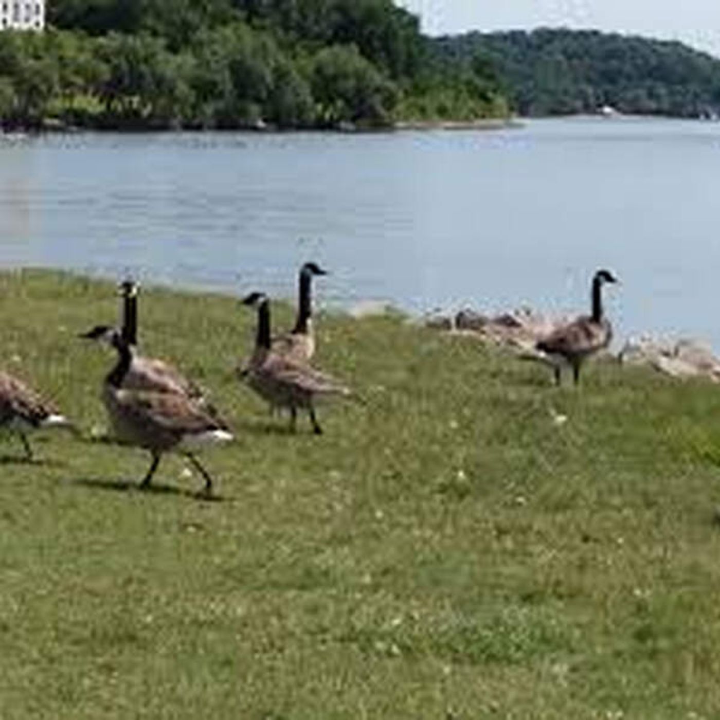 Canada Geese droppings impacting Sandpoint Beach addressed in 2025 budget episode artwork