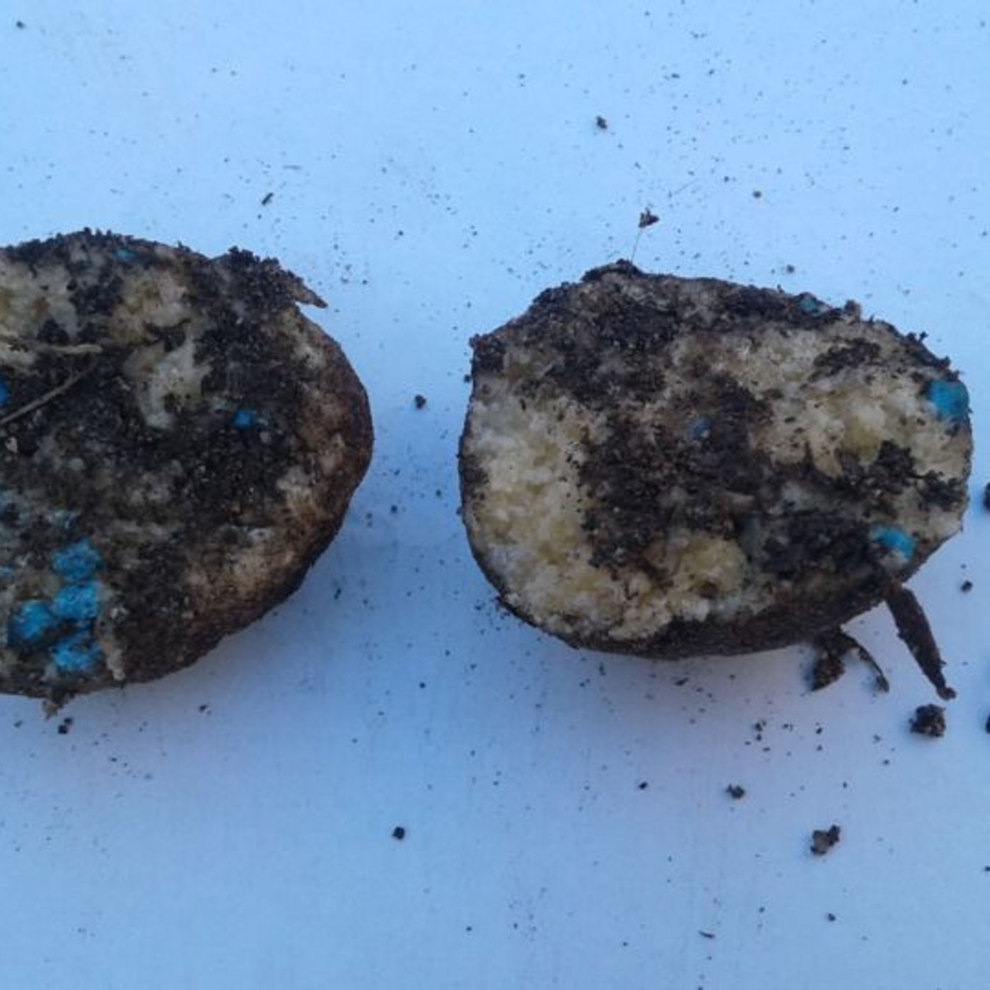 Bocconi avvelenati e infarciti di chiodi sparsi in aree verdi: più cani intossicati da topicida Bocconi avvelenati e infarciti di chiodi sparsi in aree verdi: più cani intossicati da topicida