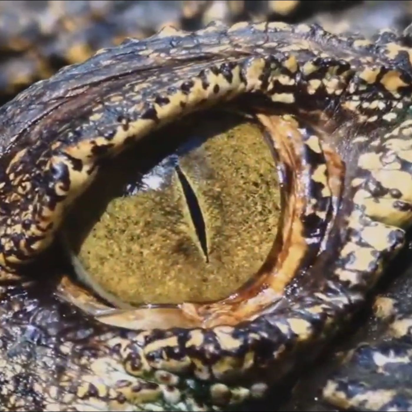 ALL SIGNS OF THE END TIMES IN PLAIN SIGHT BITTER TRUTH VIDEO PODCAST (3/2/23 episode artwork