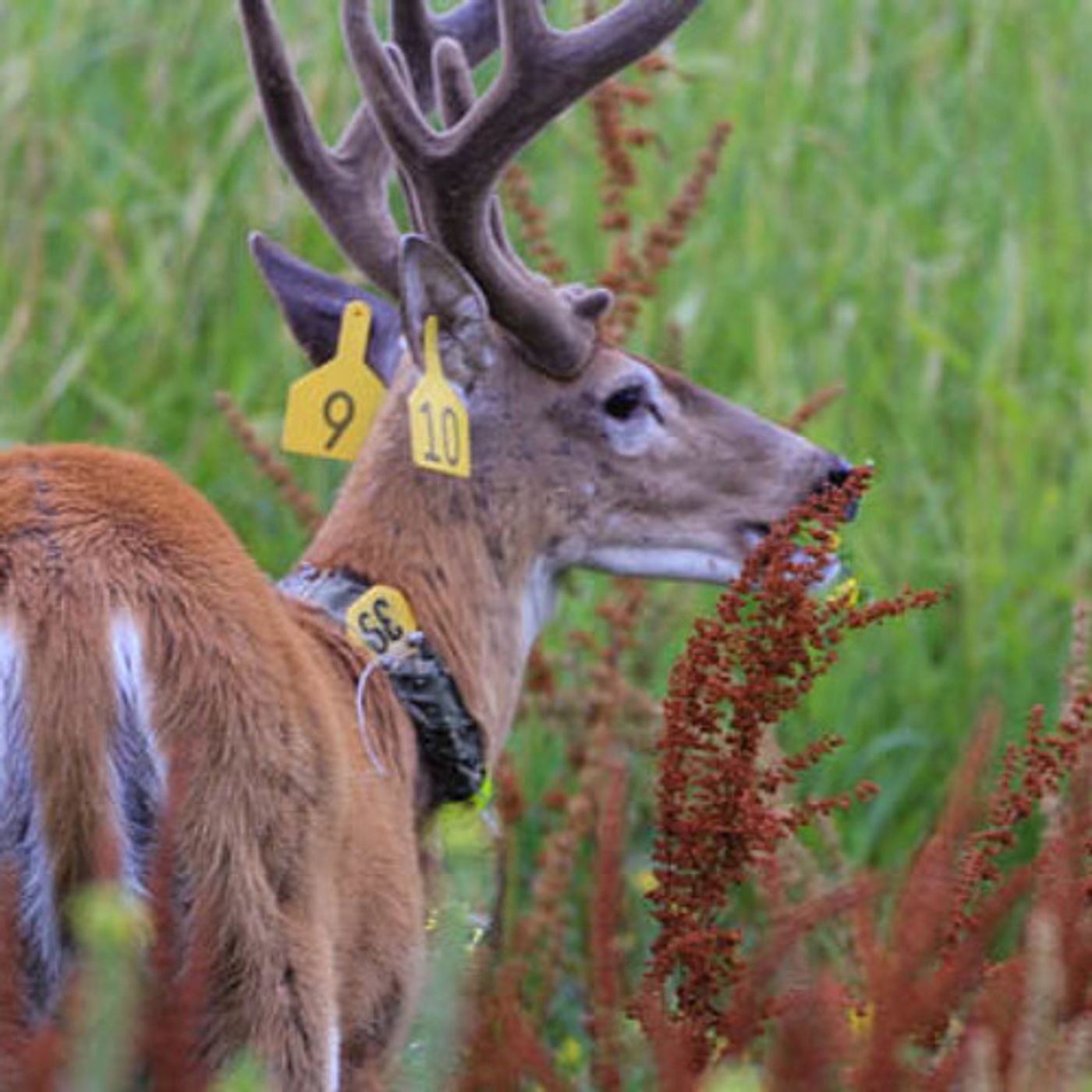 New Hope For An Endangered Deer episode artwork