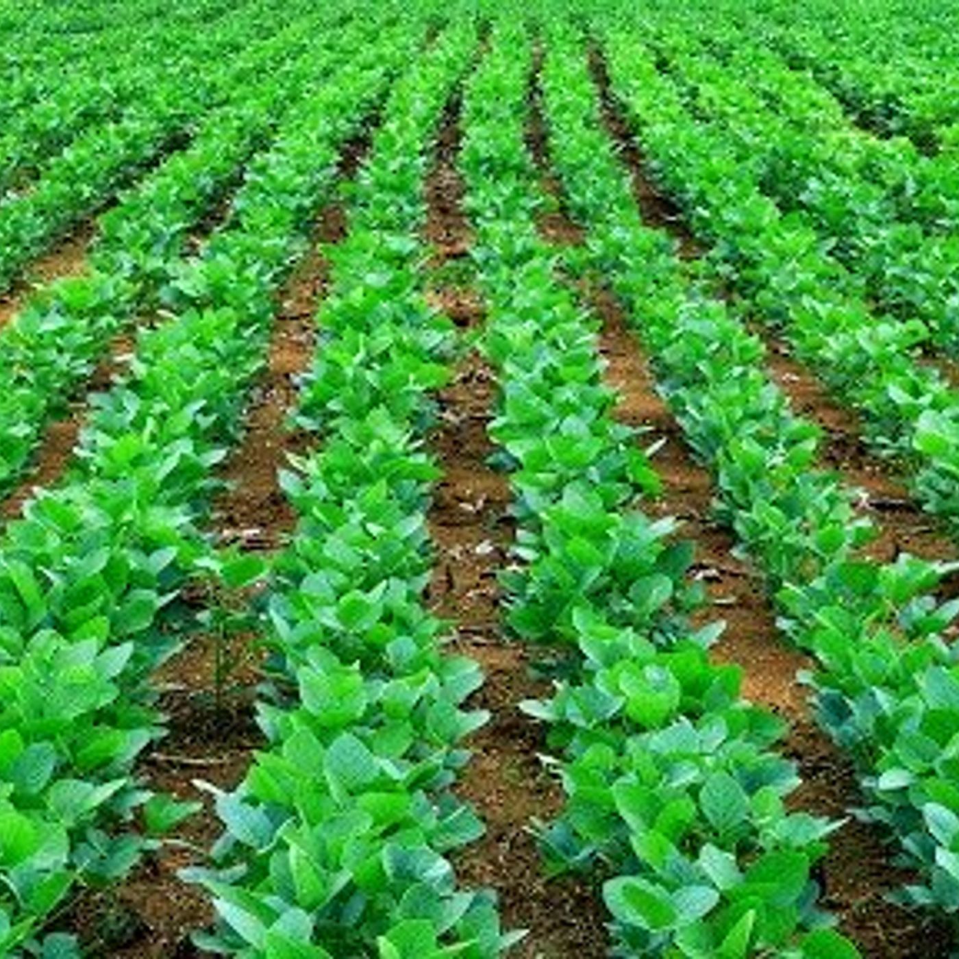 Notícias Agrícolas