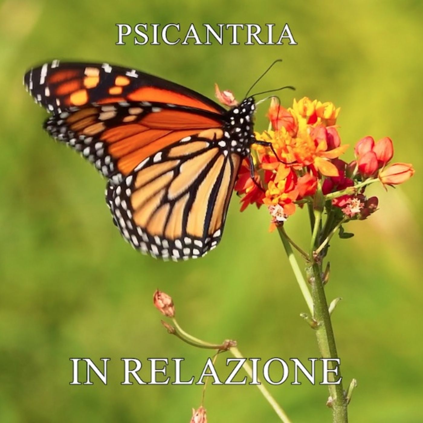 Indie-Casting-intervista Psicantria (Carmine Palmieri) episode artwork