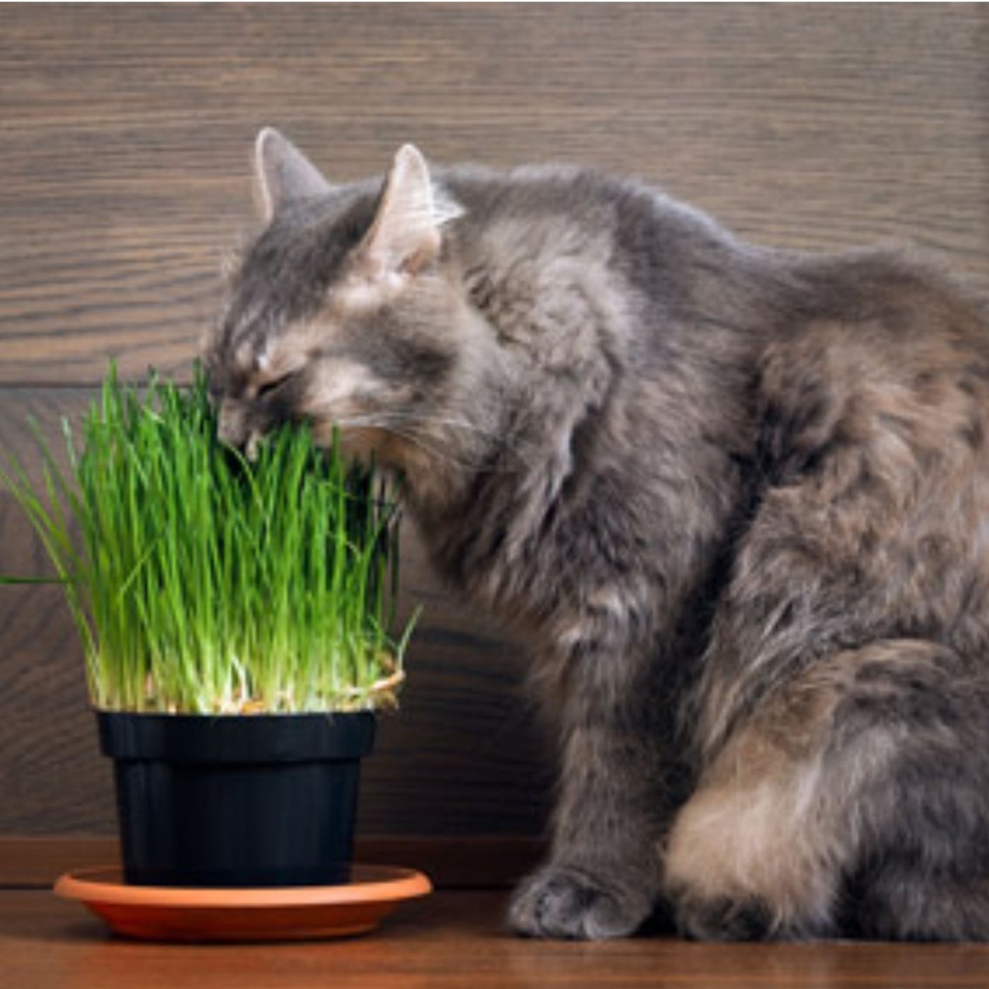 Why do cats eat grass?