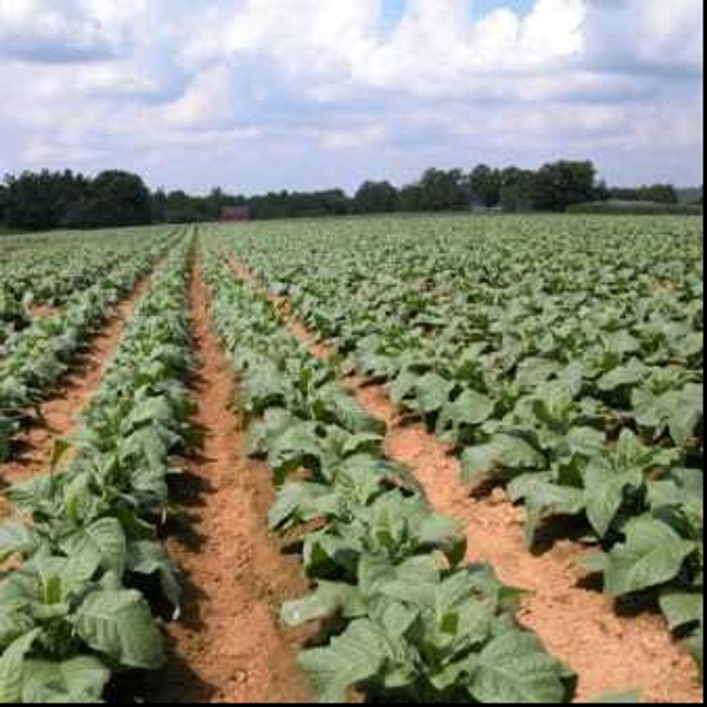 Food and Farm