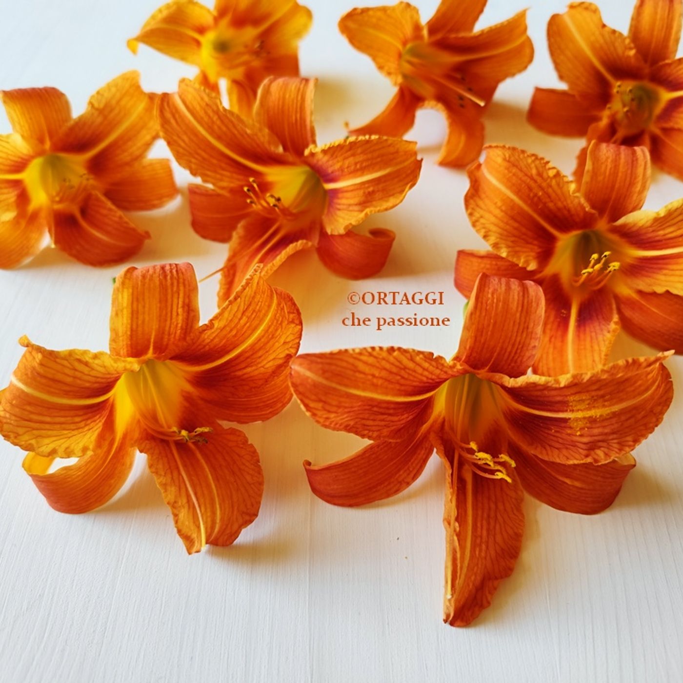 Gigli di San Giuseppe - RICETTE con Hemerocallis fulva episode artwork
