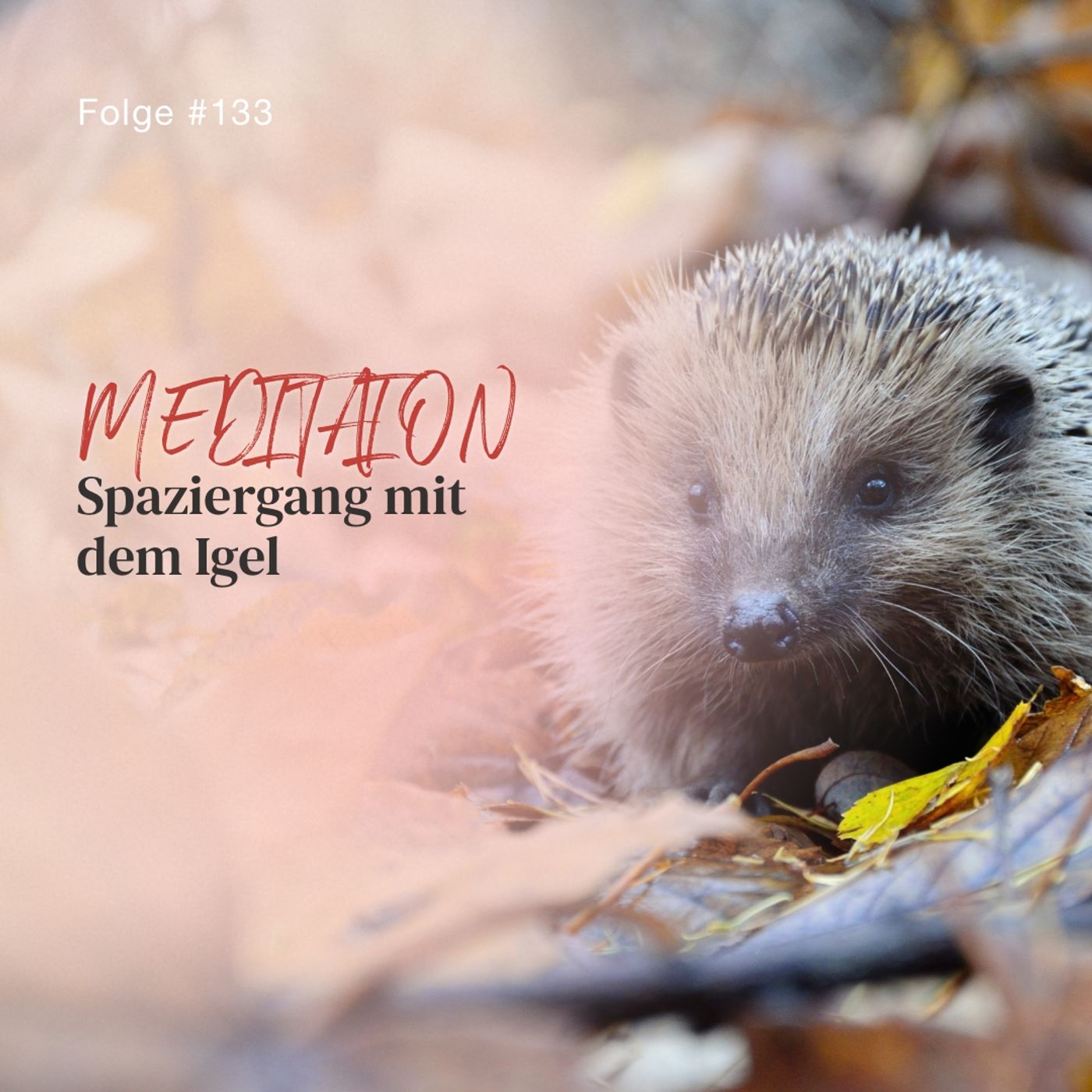 Spaziergang mit dem Igel - ca. 22 Min - Folge 133 Spaziergang mit dem Igel - ca. 22 Min - Folge 133