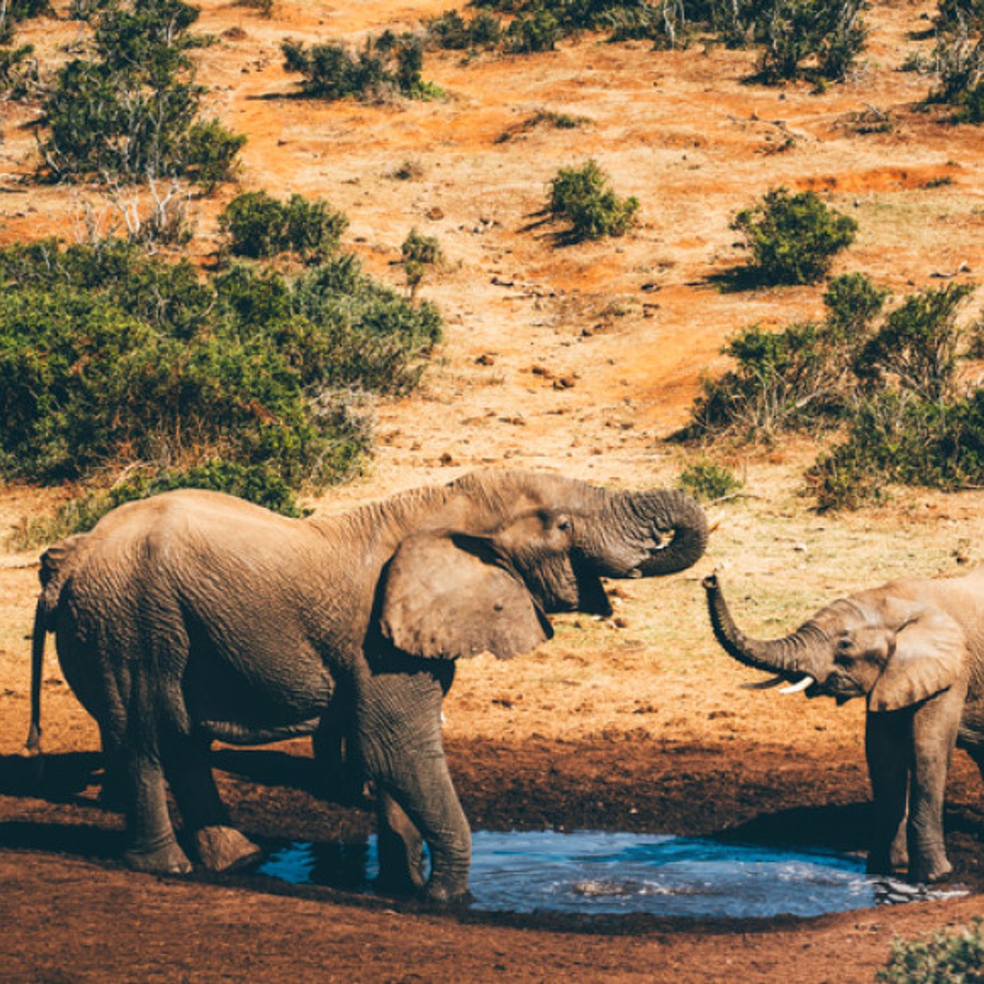 La mia Africa di Karen Blixen: temi e significati episode artwork
