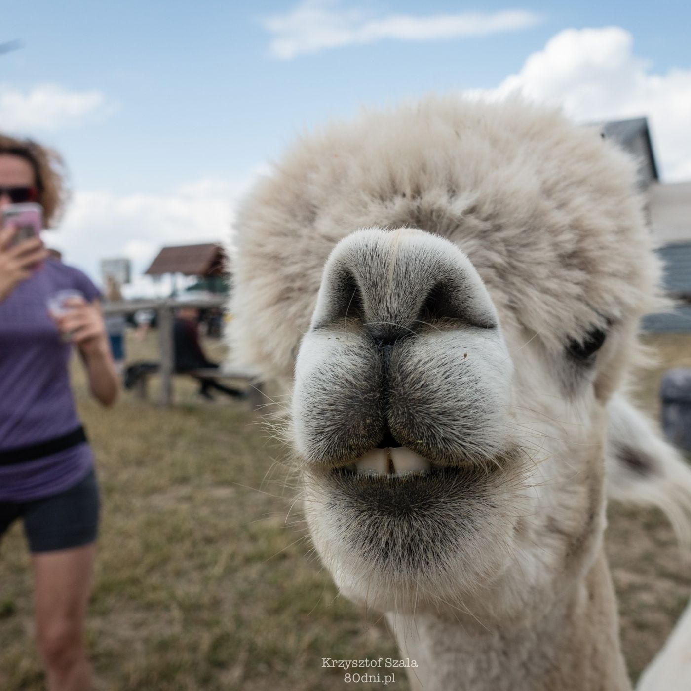 Zamki, rowery i alpaki