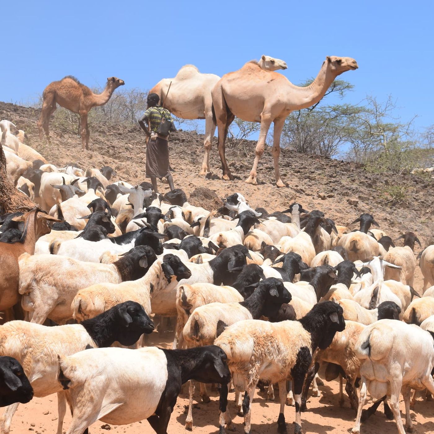 Gestion des ressources pastorales : l’accès aux pâturages en période de soudure (Le Niger sur Kalangou) episode artwork