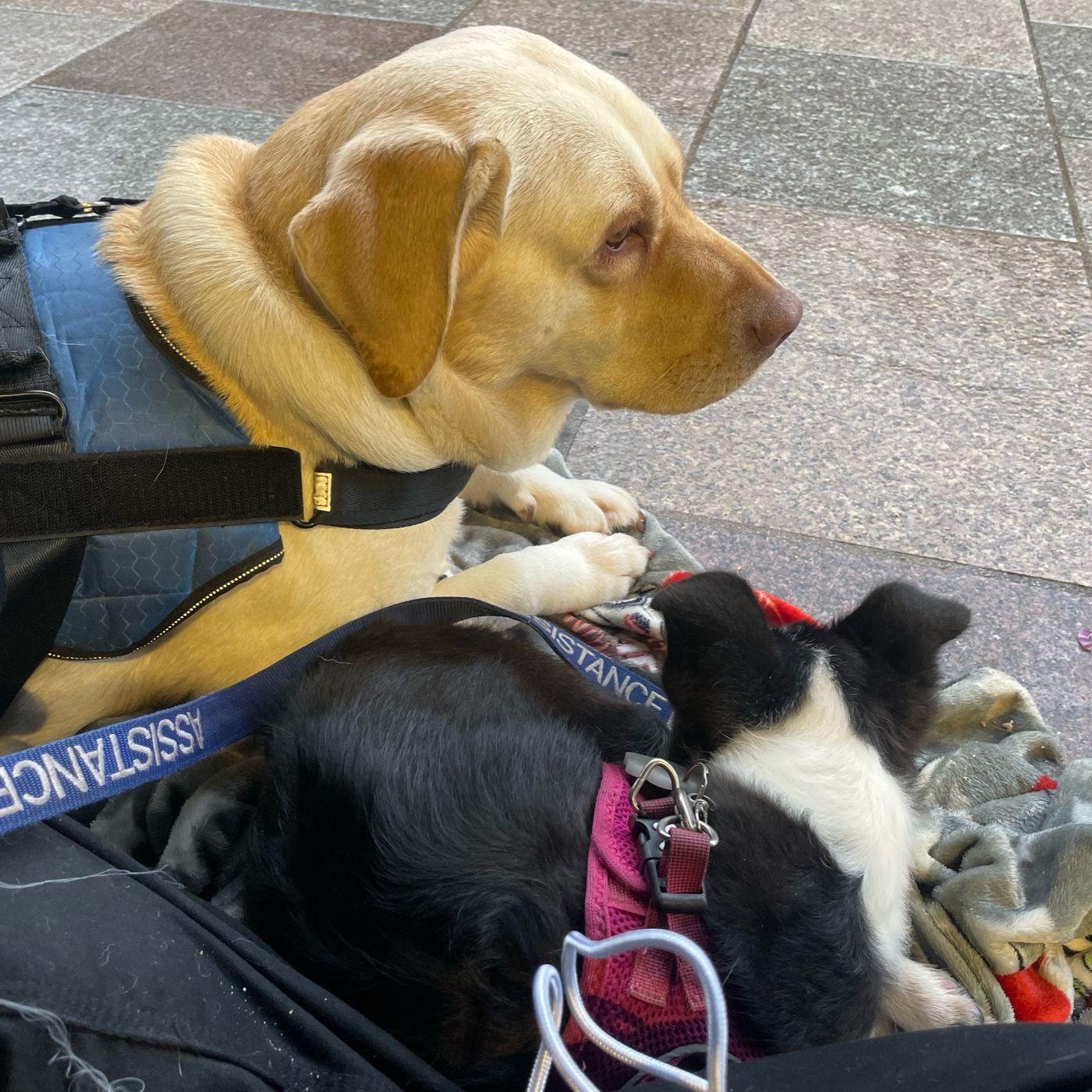 Homeless Trio