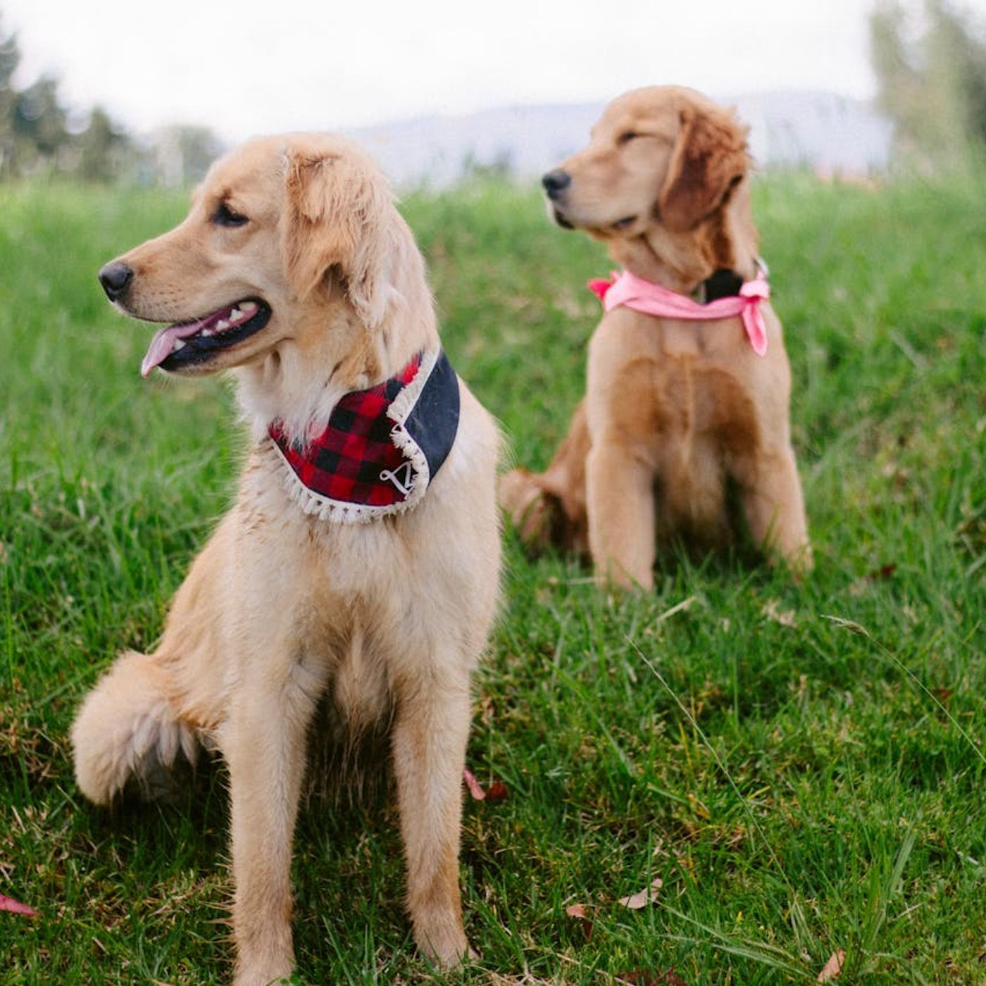 Exceptional Goldendoodles Available in San Antonio episode artwork