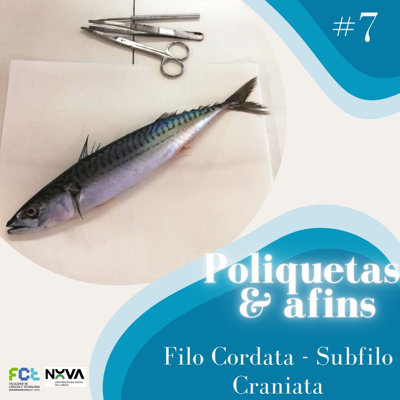 Poliquetas e afins