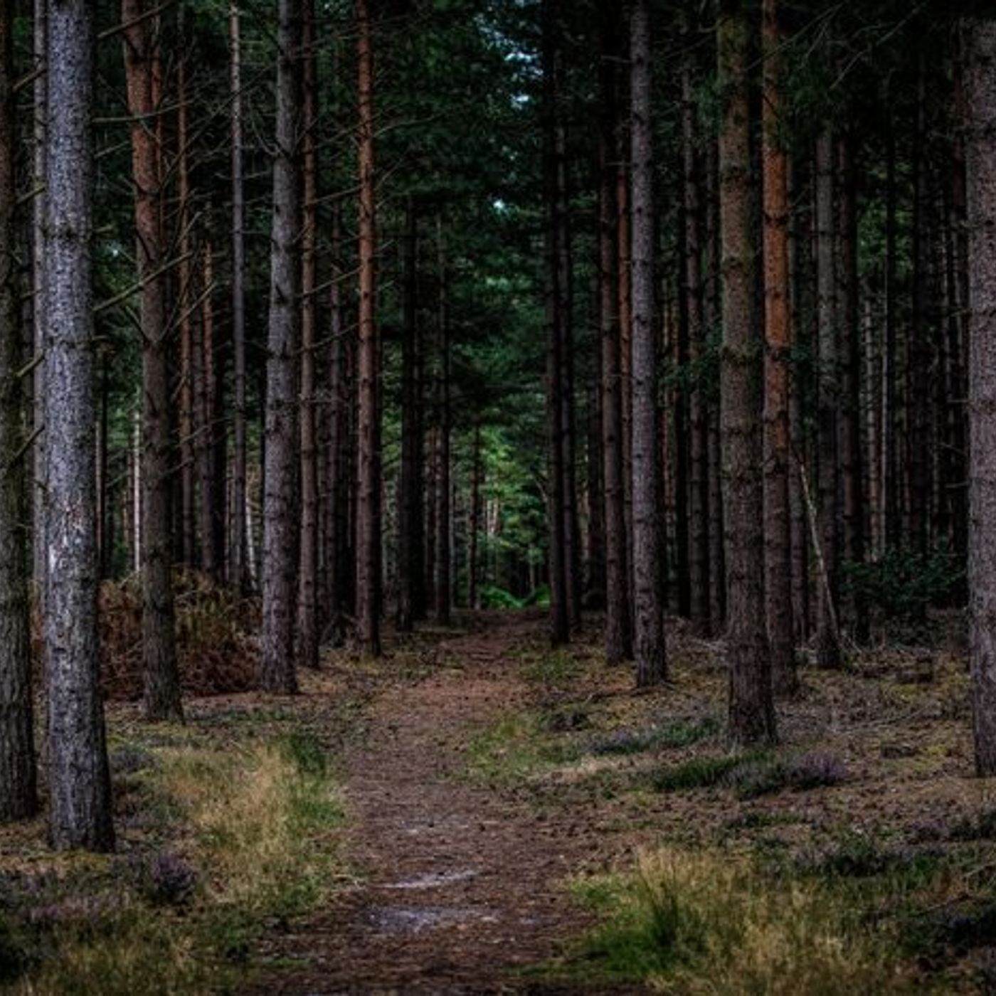 Historias de Miedo Marzo 22 de 2022 SE LO LLEVARON LOS GRISES