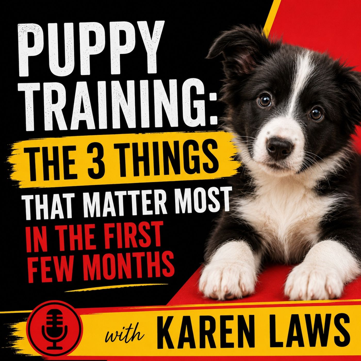 Puppy Training: The 3 Things That Matter Most in the First Few Months