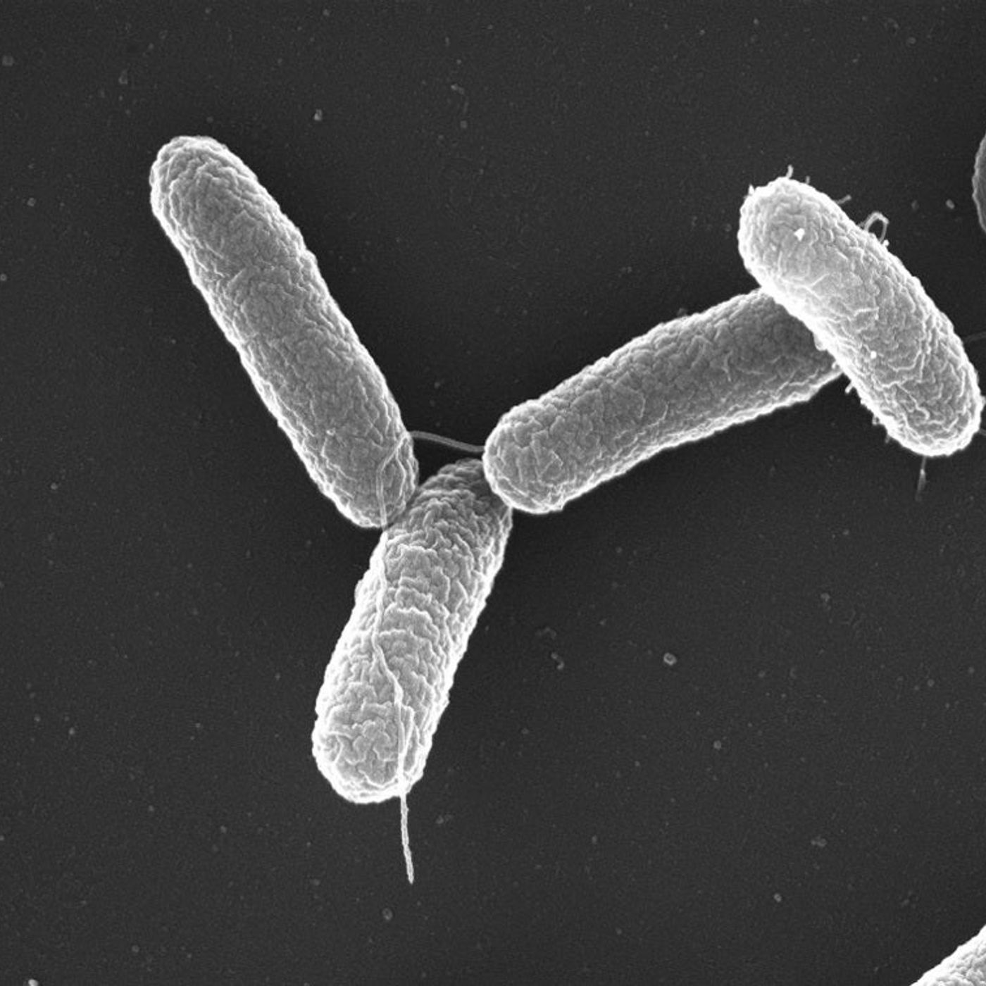 Bacterias que se pueden "doblar" y "retorcer" Bacterias que se pueden "doblar" y "retorcer"