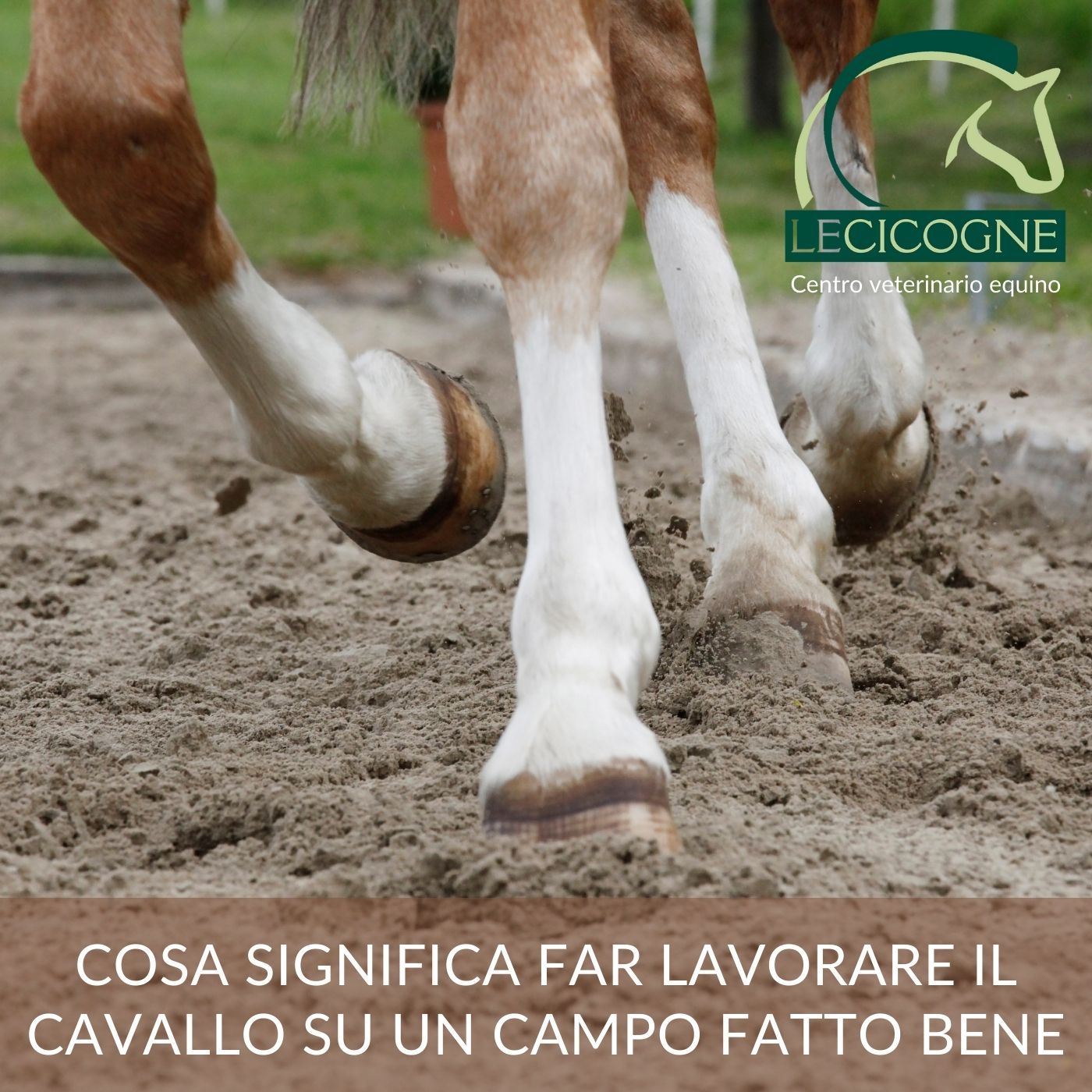 I cavalli: parliamo di salute e benessere