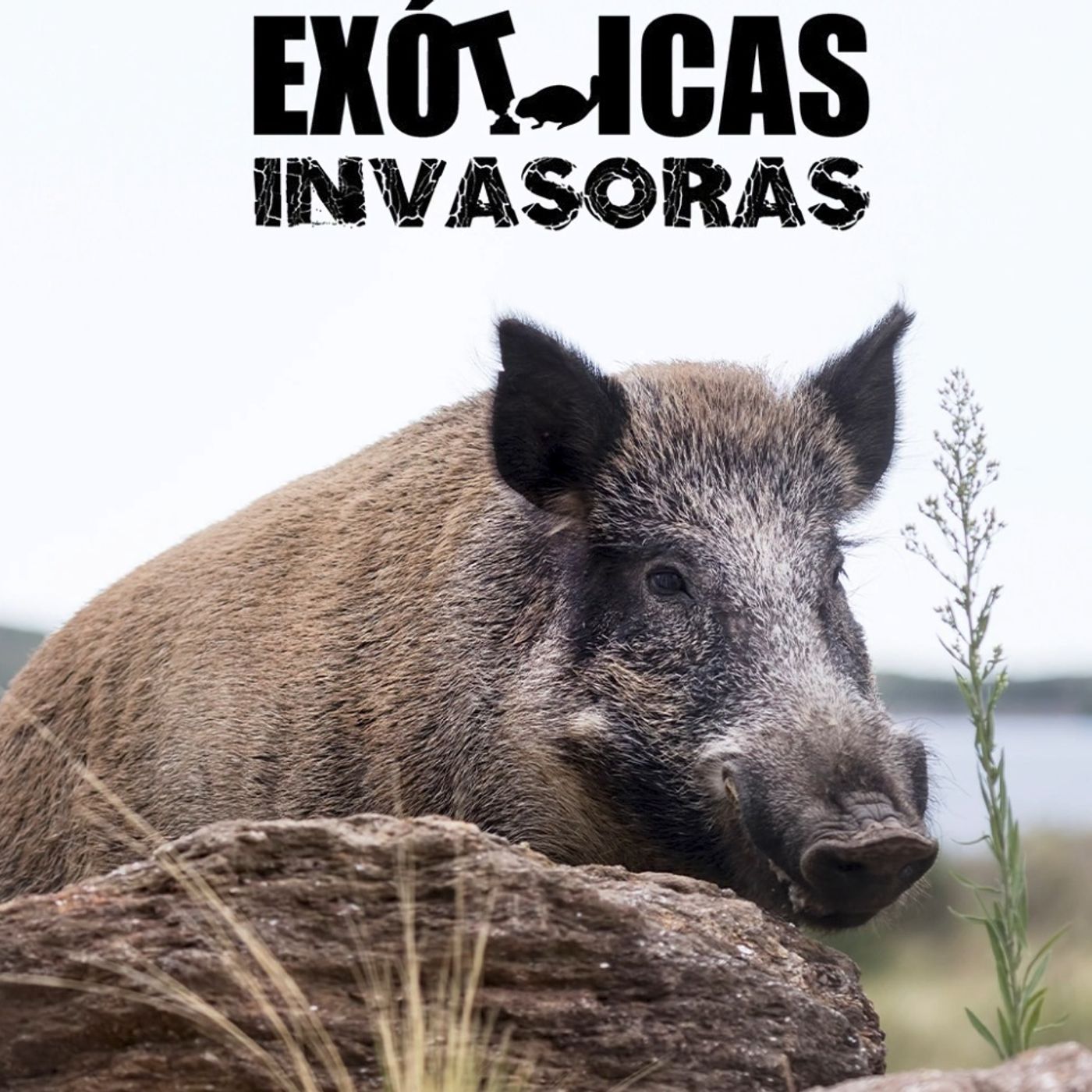 La Amenaza Silenciosa