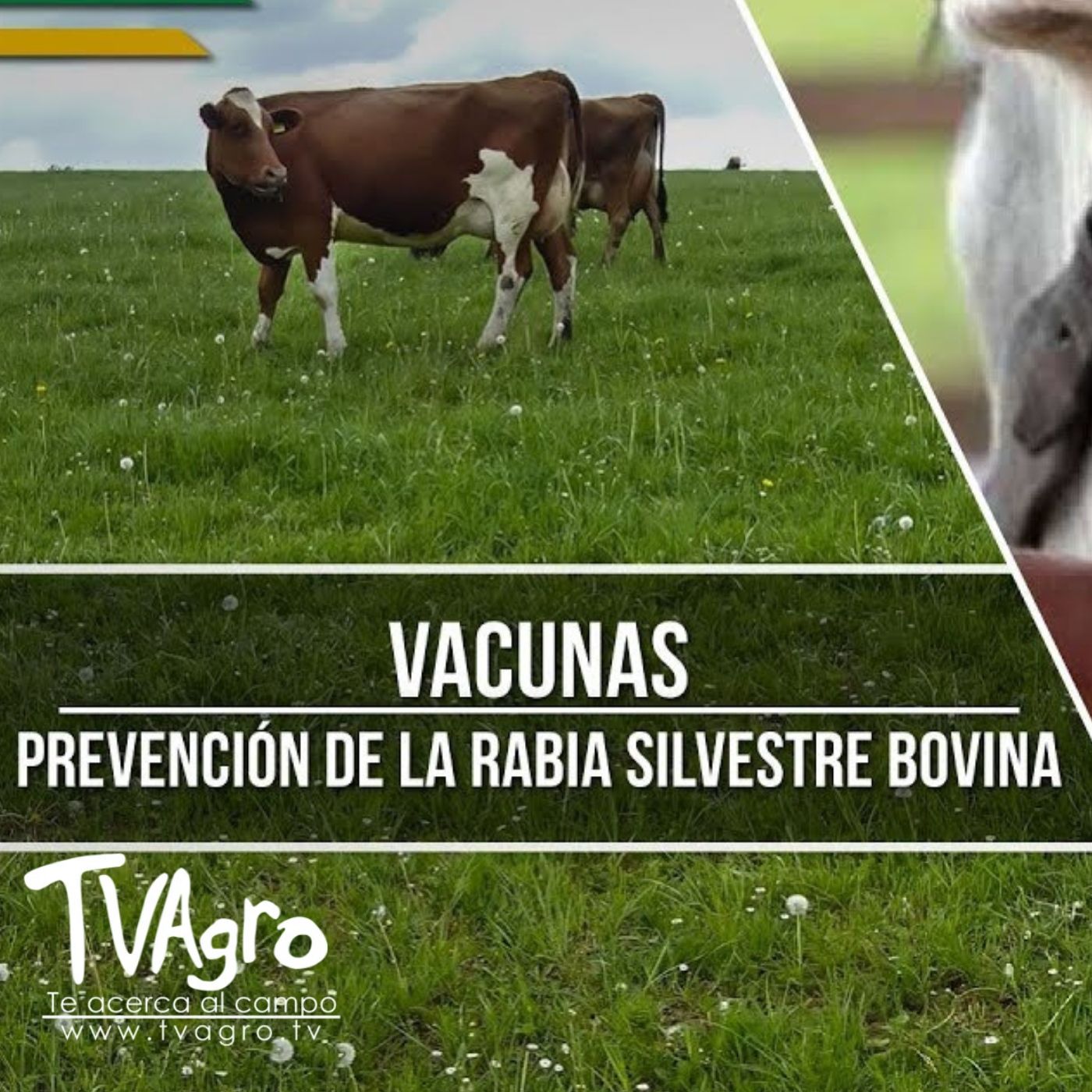 TV AGRO