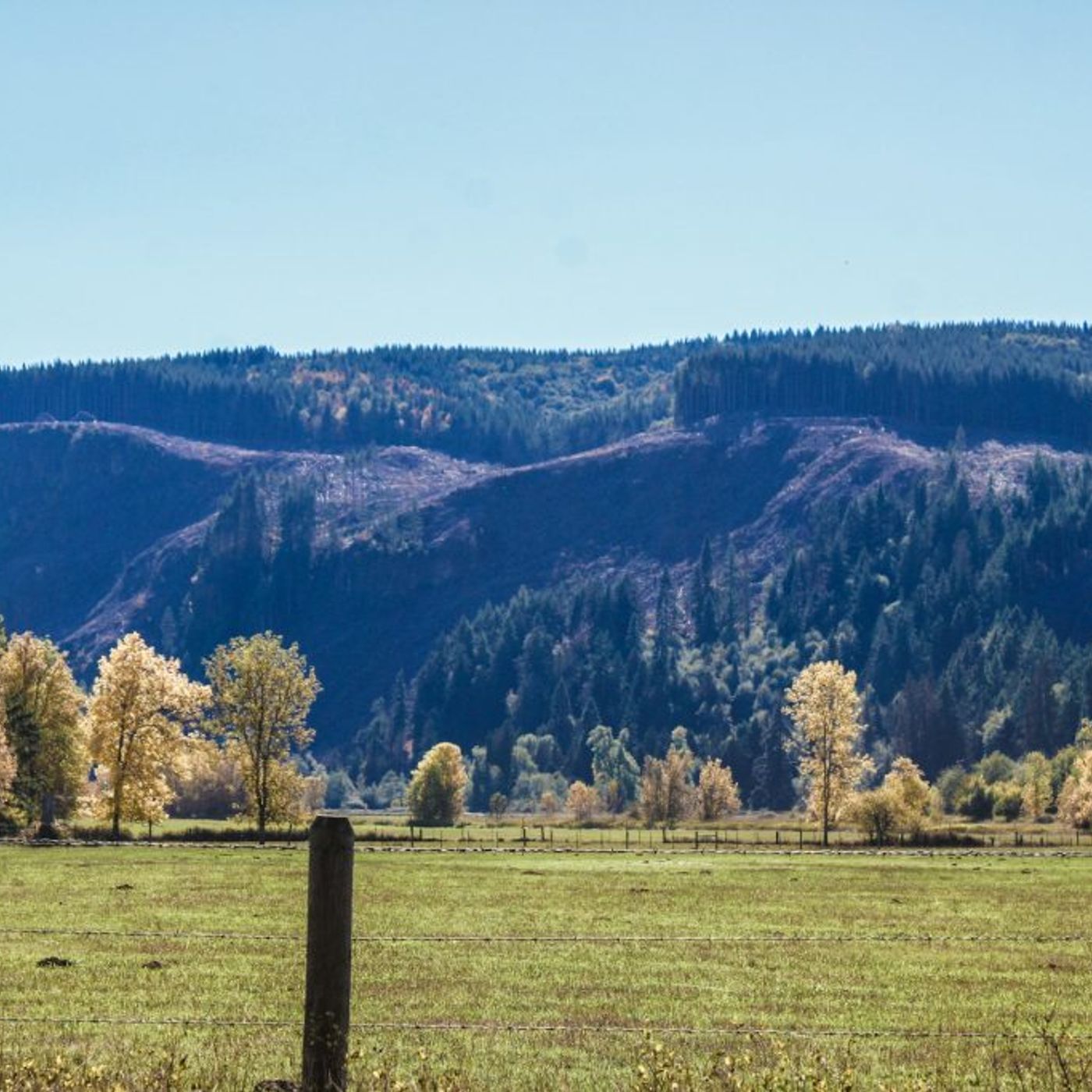 Of Meadows and Bigfoot | Where Bigfoot Roams