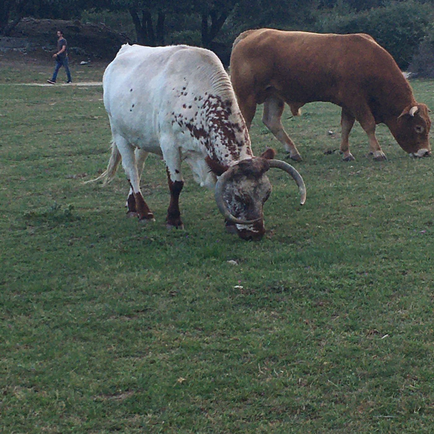 La vaca tima y el toro tuno