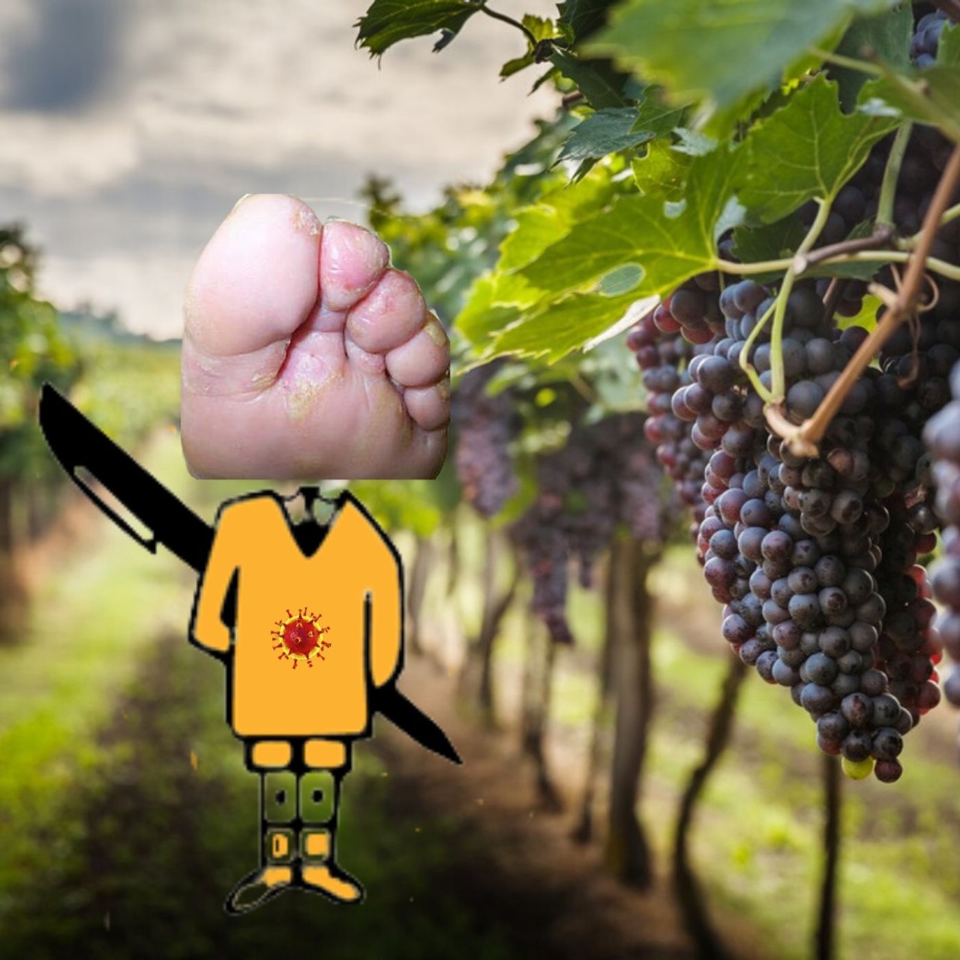Le Pigne in Testa