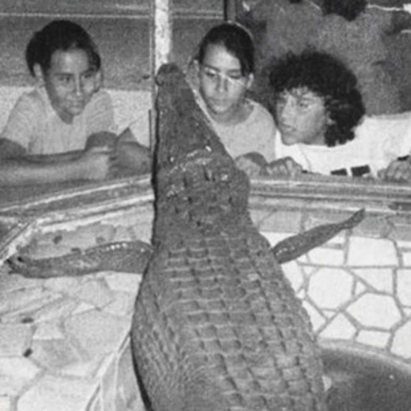 El caimán del Turia