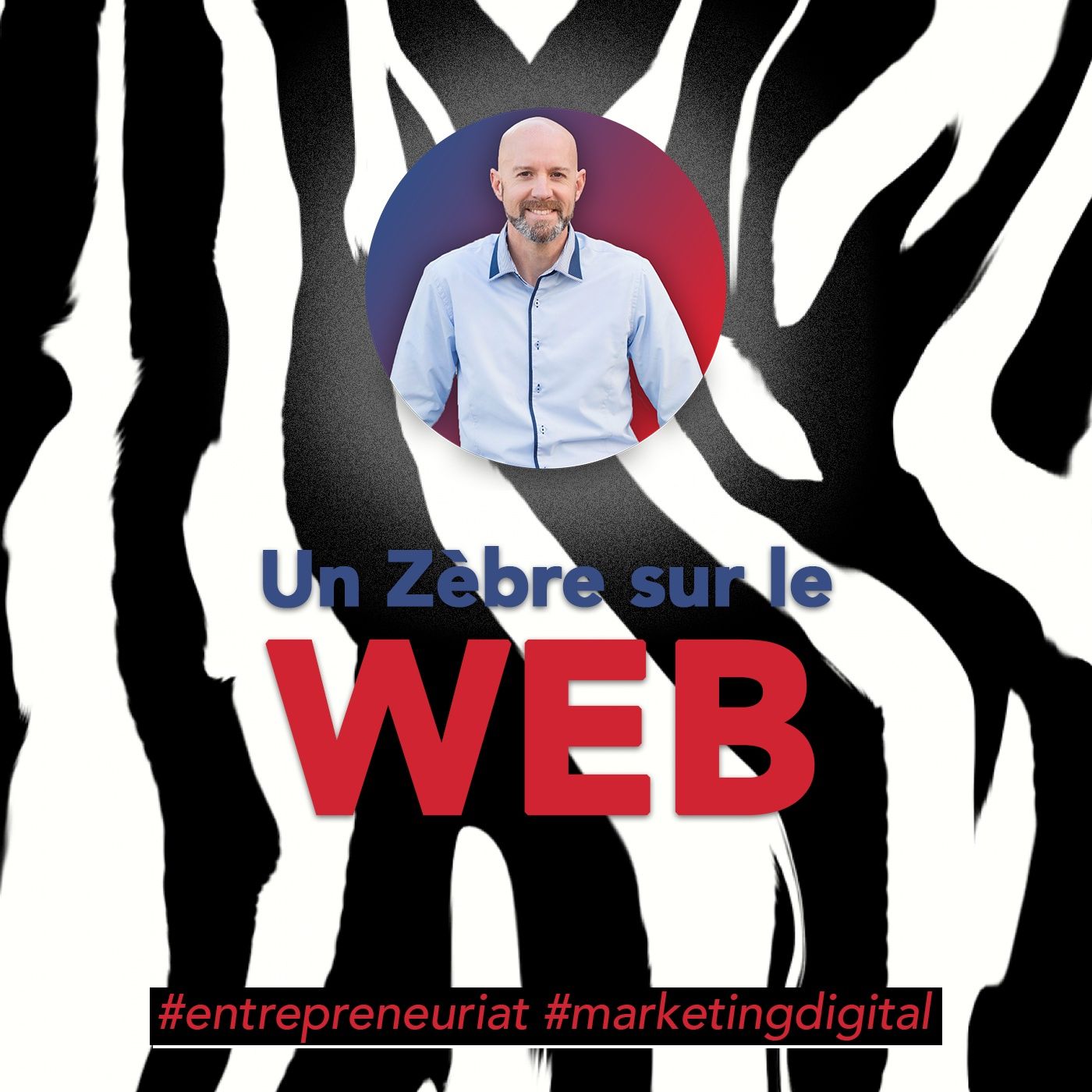 Un zèbre sur le web