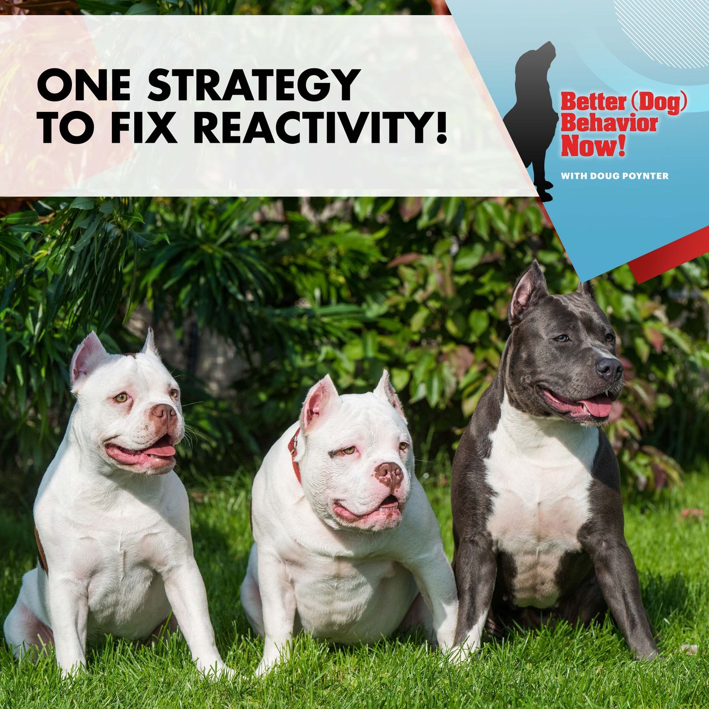One Strategy To Fix Reactivity! episode artwork