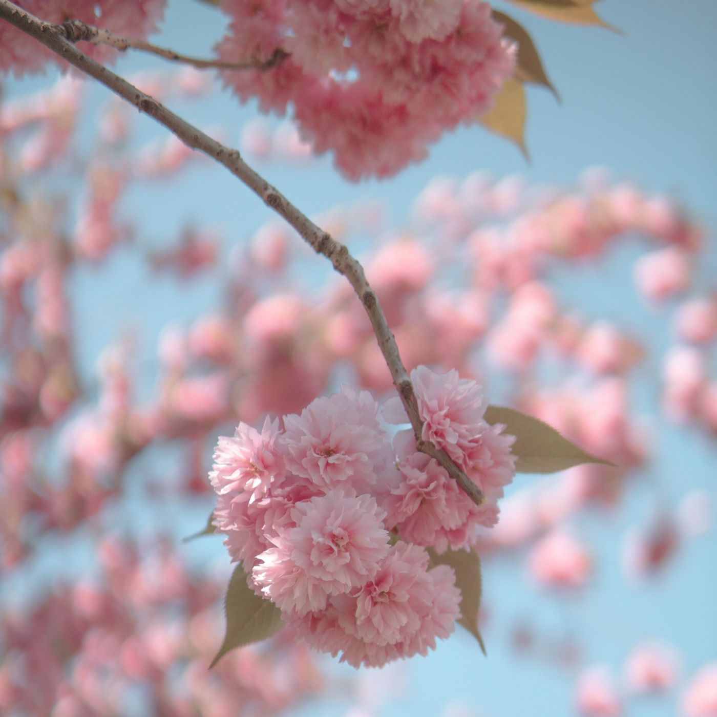 Un decreto incomprendido episodio 1