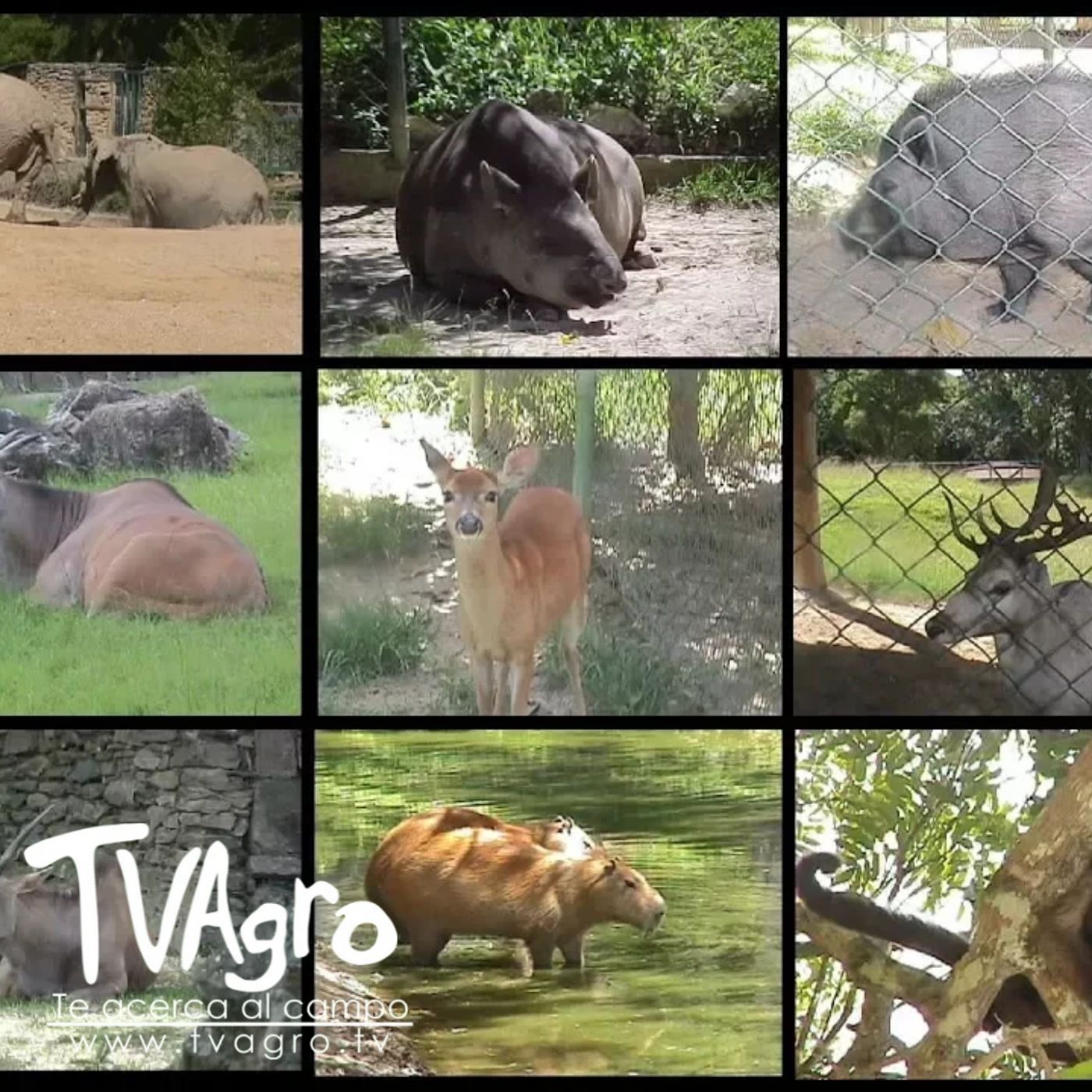 TV AGRO