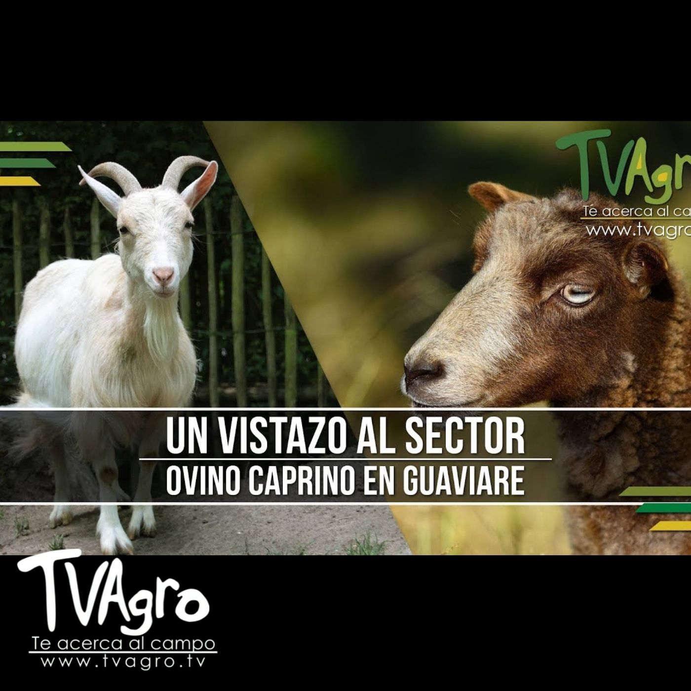 TV AGRO