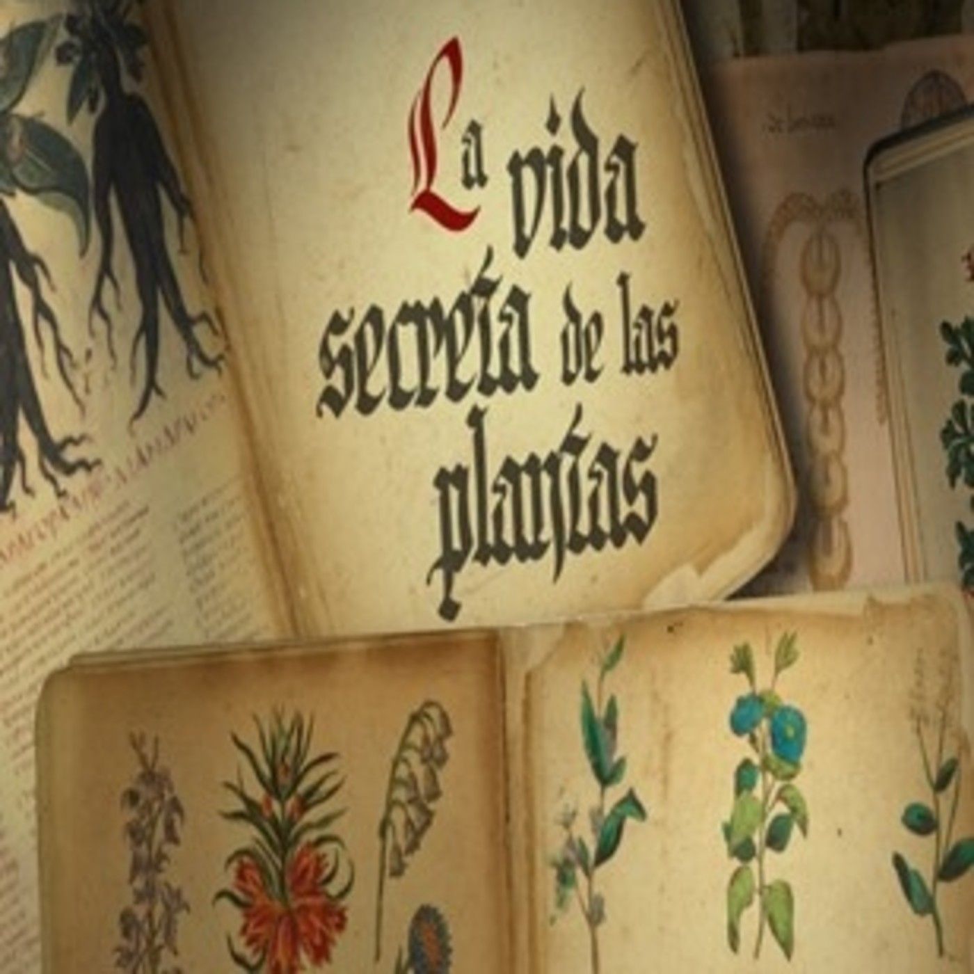 Cuarto Milenio: La vida secreta de las plantas