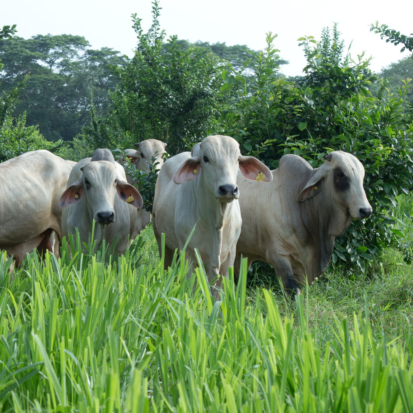 Oferta tecnológica AGROSAVIA
