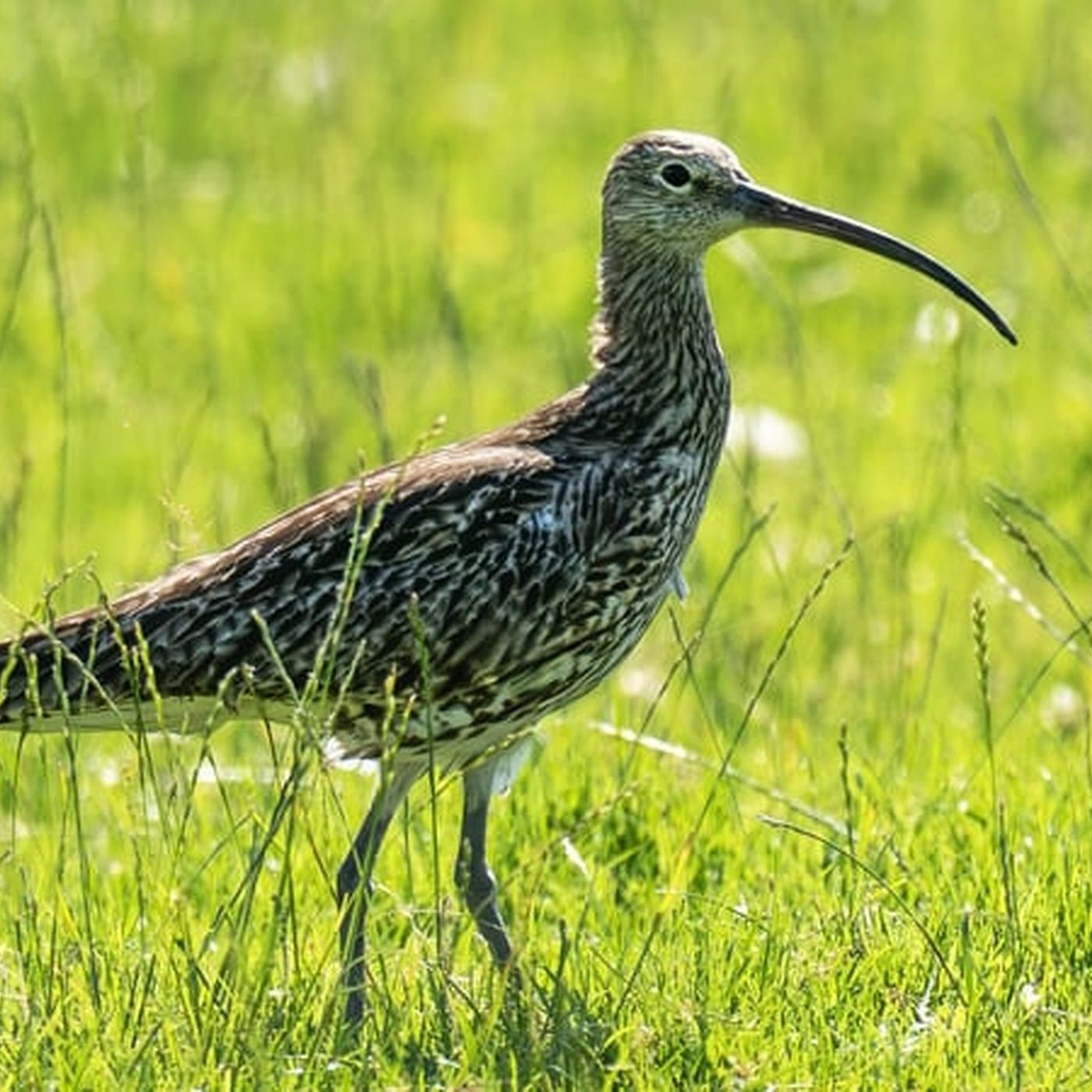 Headstarting Chicks Helps Ireland's Curlew Numbers episode artwork