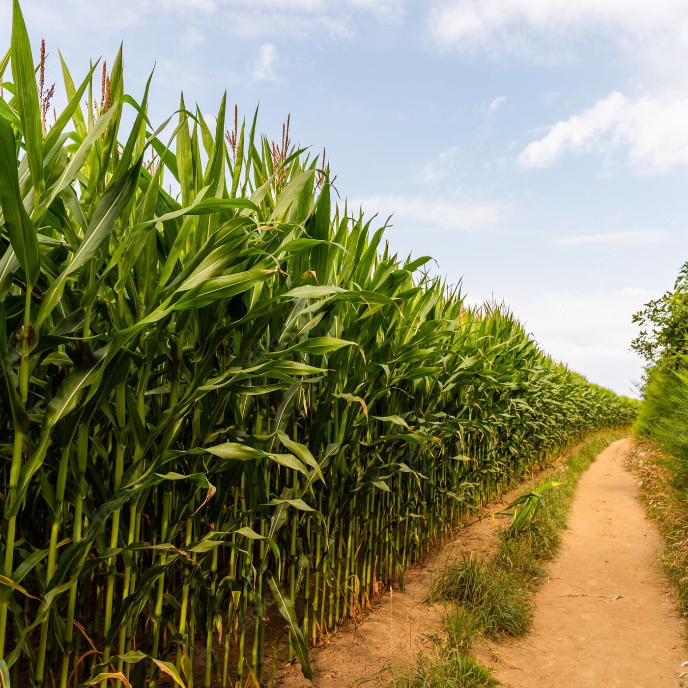 Historias de Miedo Octubre 3 de 2022 ENTRE EL MAÍZ Y LA SEÑORA DE LA CASA