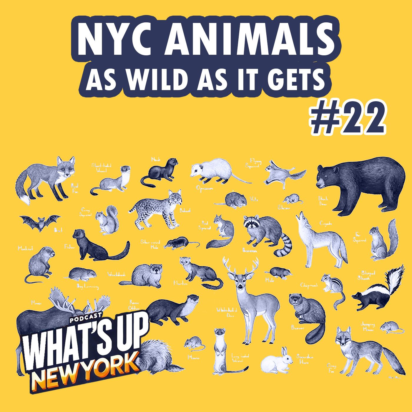 Portada de What's Up New York Podcast
