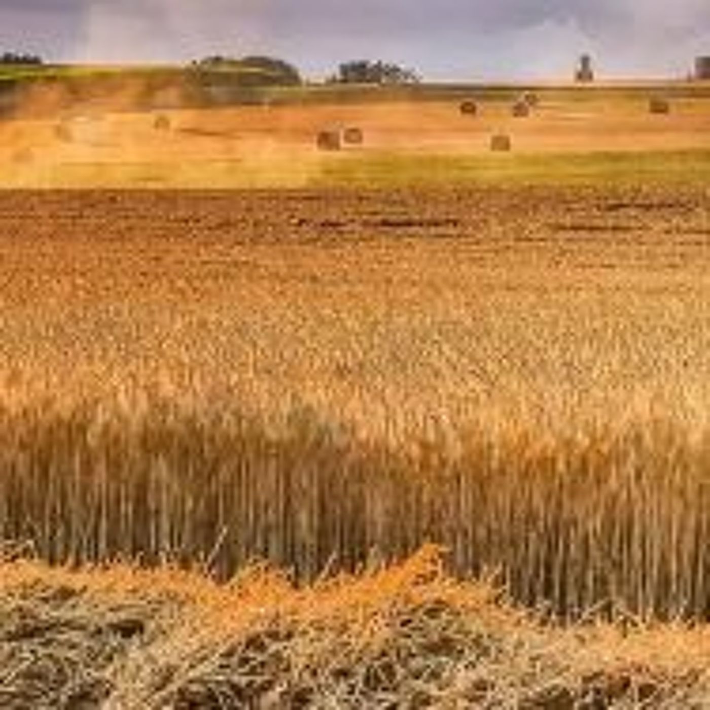 RRC Podcast #4 - Grains and Oilseeds Market Update with RaboBank's Stephen Nicholson episode artwork